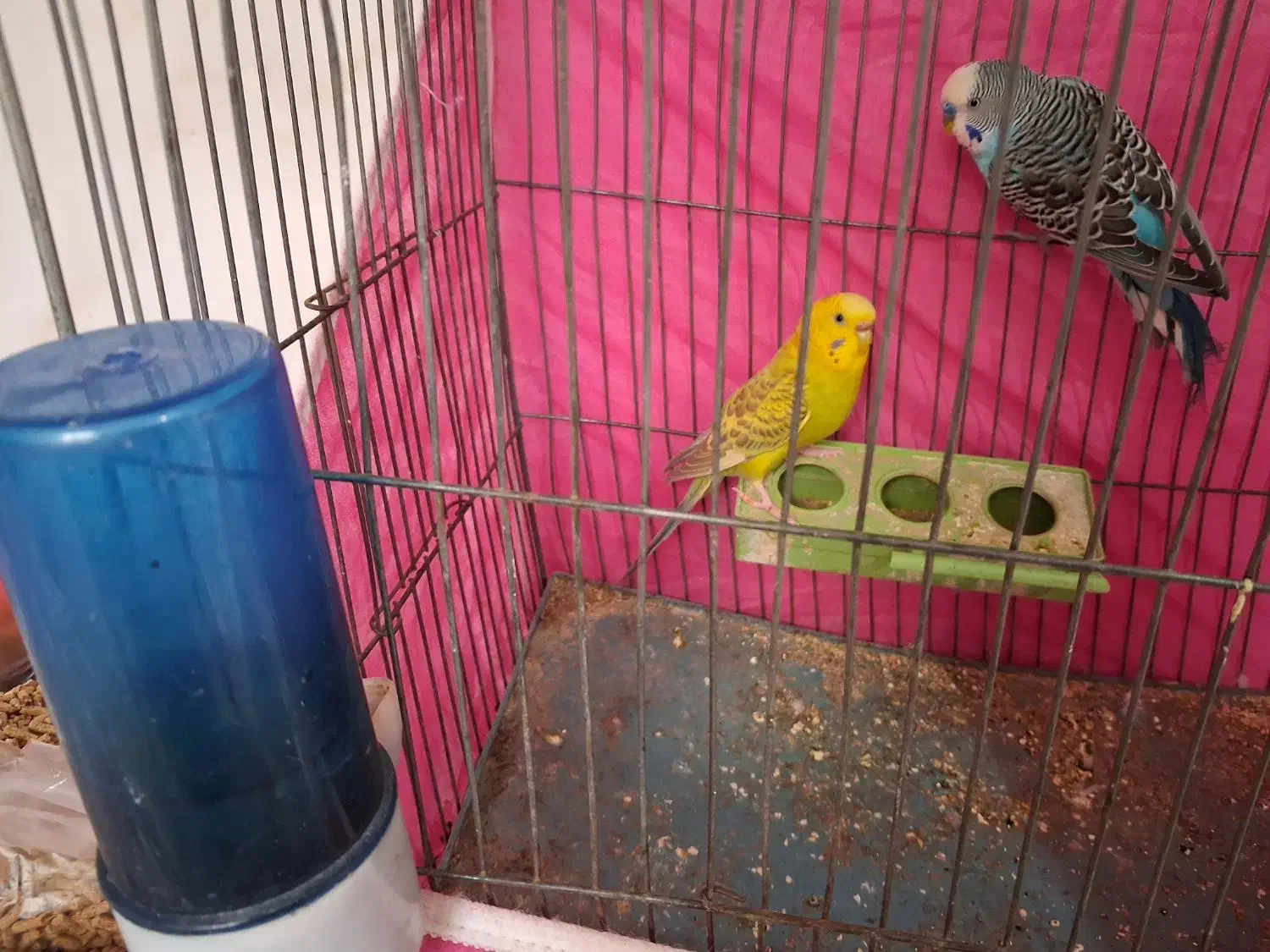 یک جفت مرغ عشق|پرنده|شاهرود, |دیوار