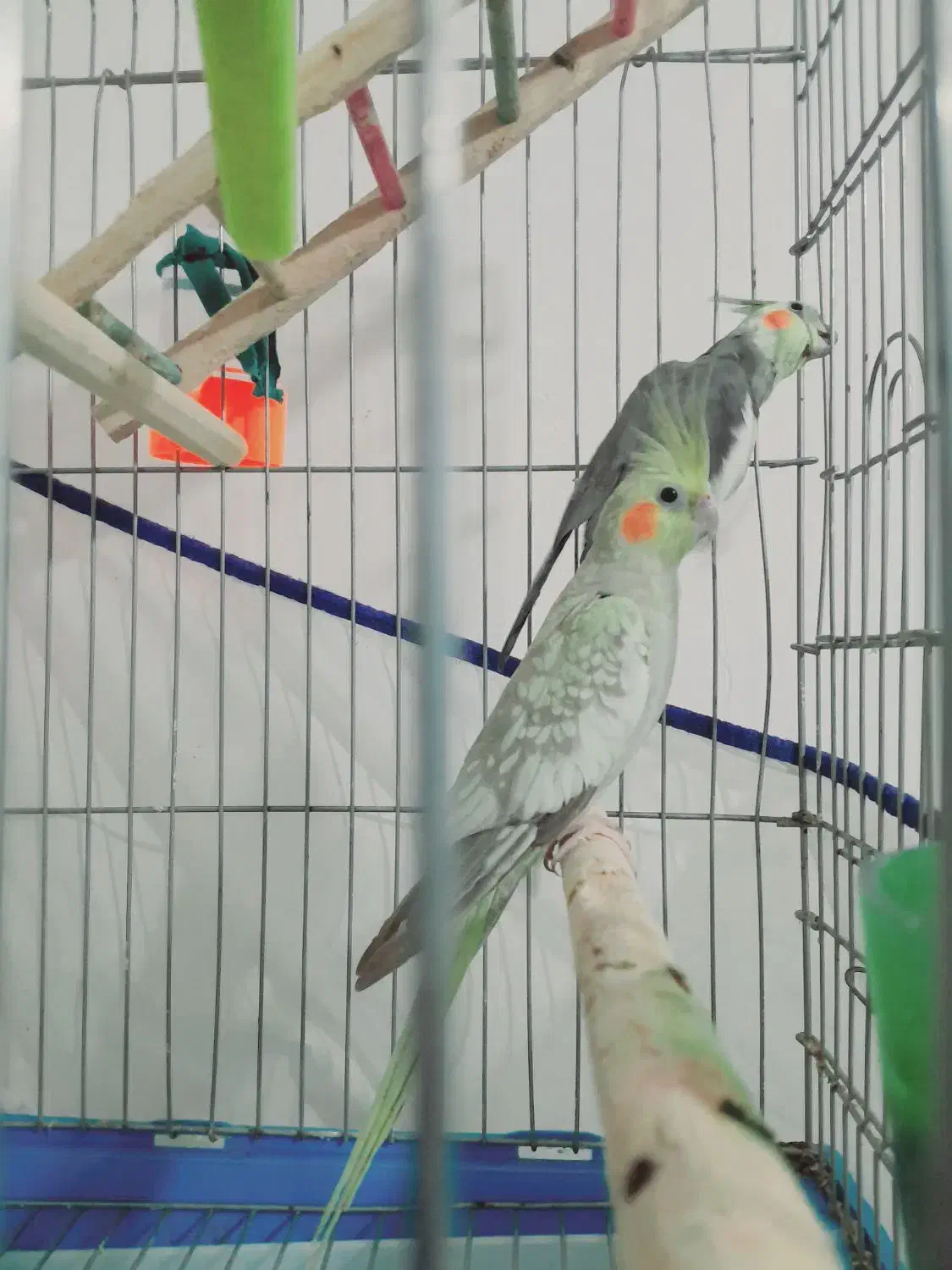 عروس هلندی مولد معاوضه با قناری|پرنده|اهواز, کوی ملی راه|دیوار