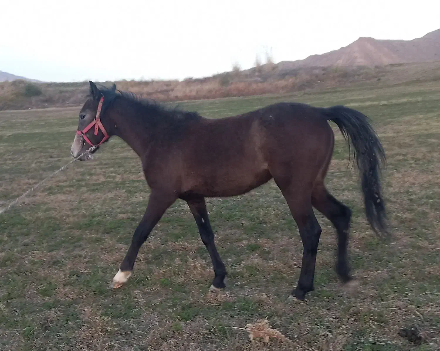 کره اسب مادیون|اسب و تجهیزات اسب‌سواری|دوگنبدان, |دیوار