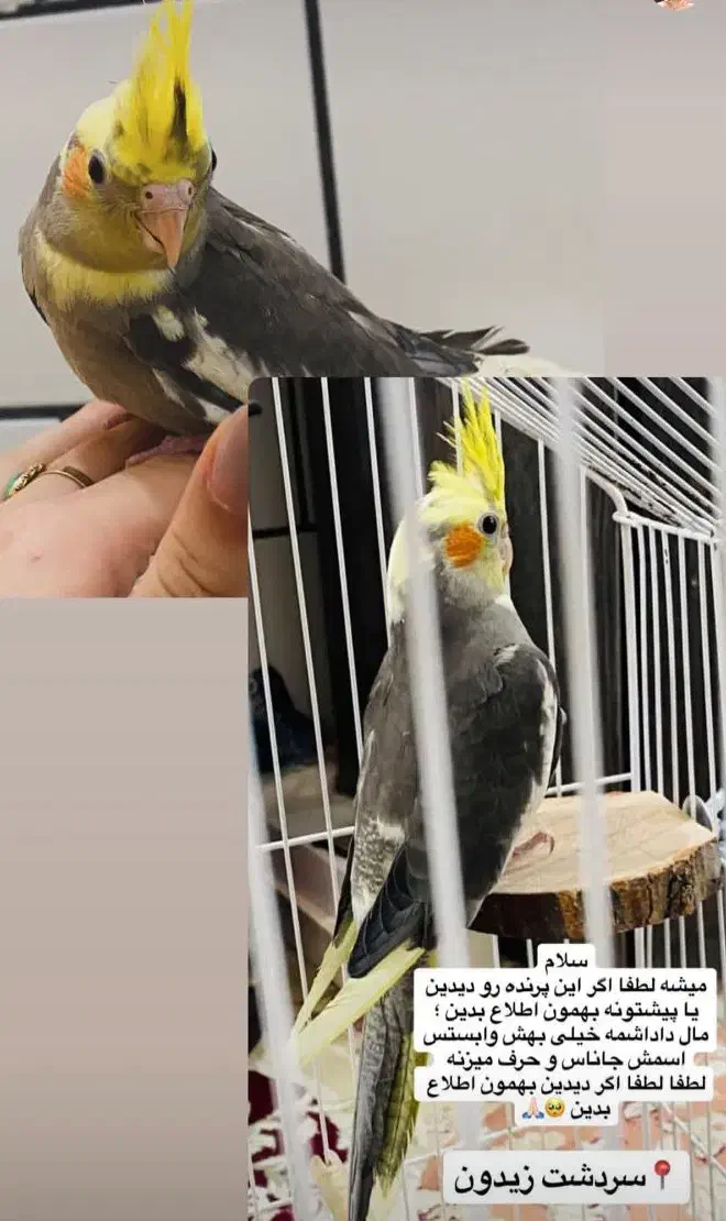 طوطی گمشده|حیوانات|بهبهان, |دیوار