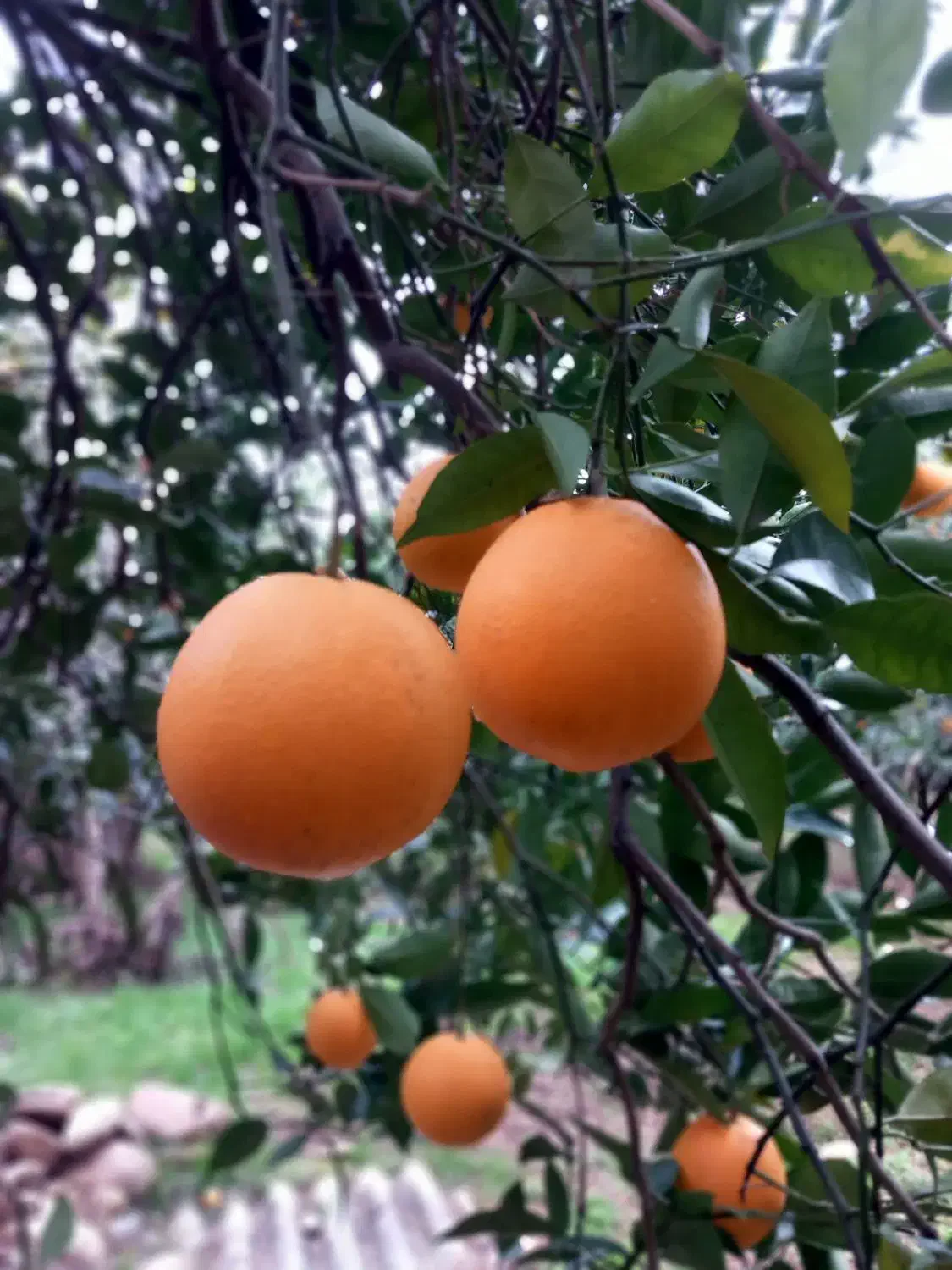 فروش پرتقال تامسون و خونی ۲۰تون|خوردنی و آشامیدنی|نشتارود, |دیوار