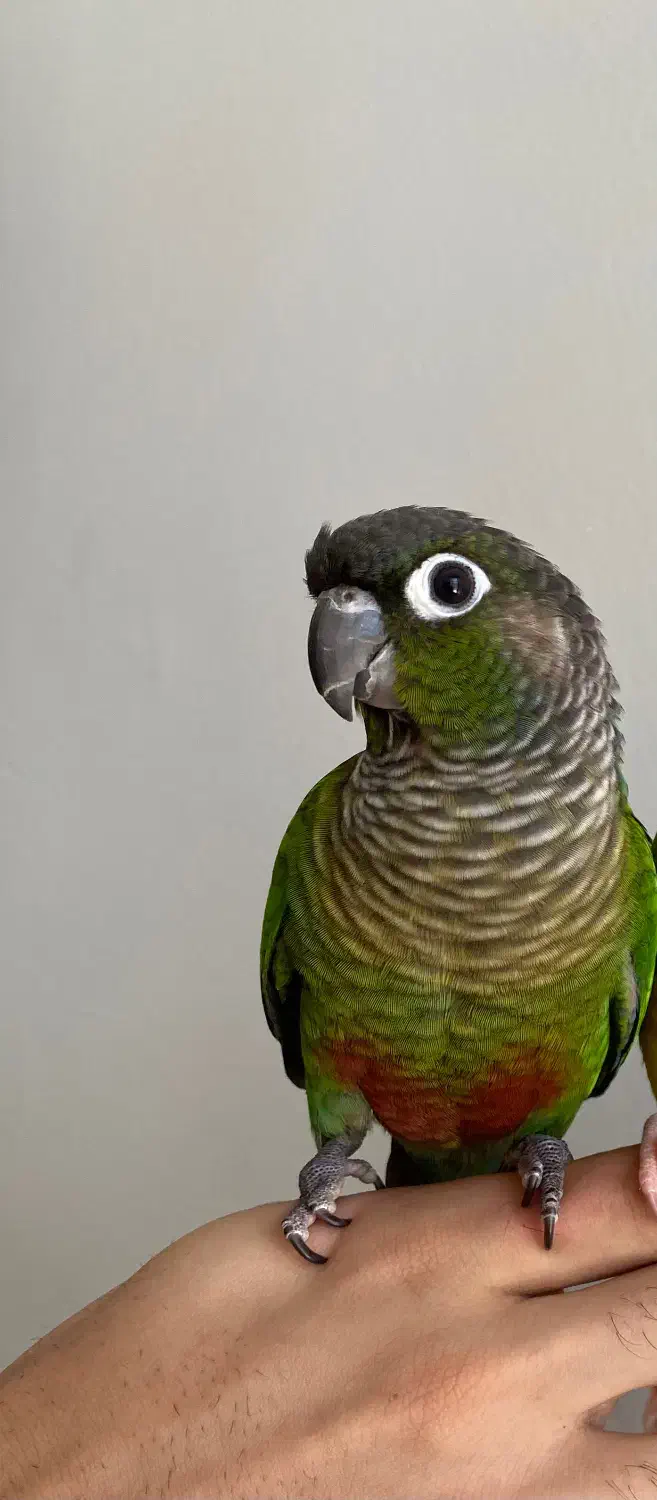 مژدگانی خوبی میدم ، چهارملیون ب بالا|حیوانات|اهواز, کوی صنایع|دیوار