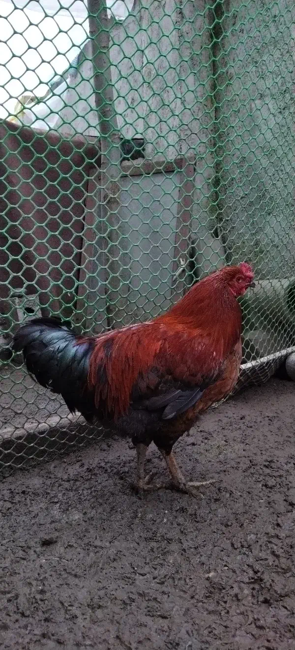 خروس محلی|حیوانات مزرعه|آستانه اشرفیه, |دیوار