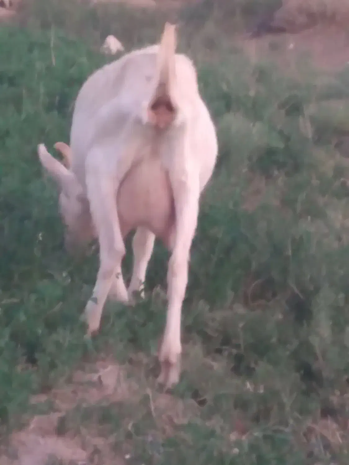 بزسانن اصل|حیوانات مزرعه|شیرینسو, |دیوار