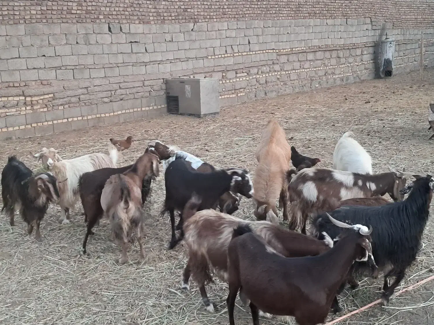 ۱۶ راس بز دو رگه|حیوانات مزرعه|باشتین, |دیوار