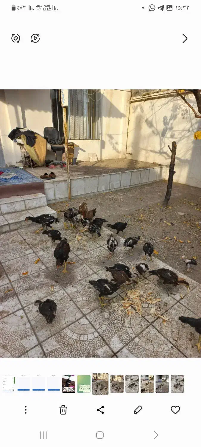 فروش جوجه لار|حیوانات مزرعه|مشگین شهر, |دیوار