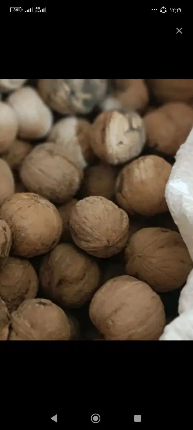 گردو|خوردنی و آشامیدنی|باشت, |دیوار