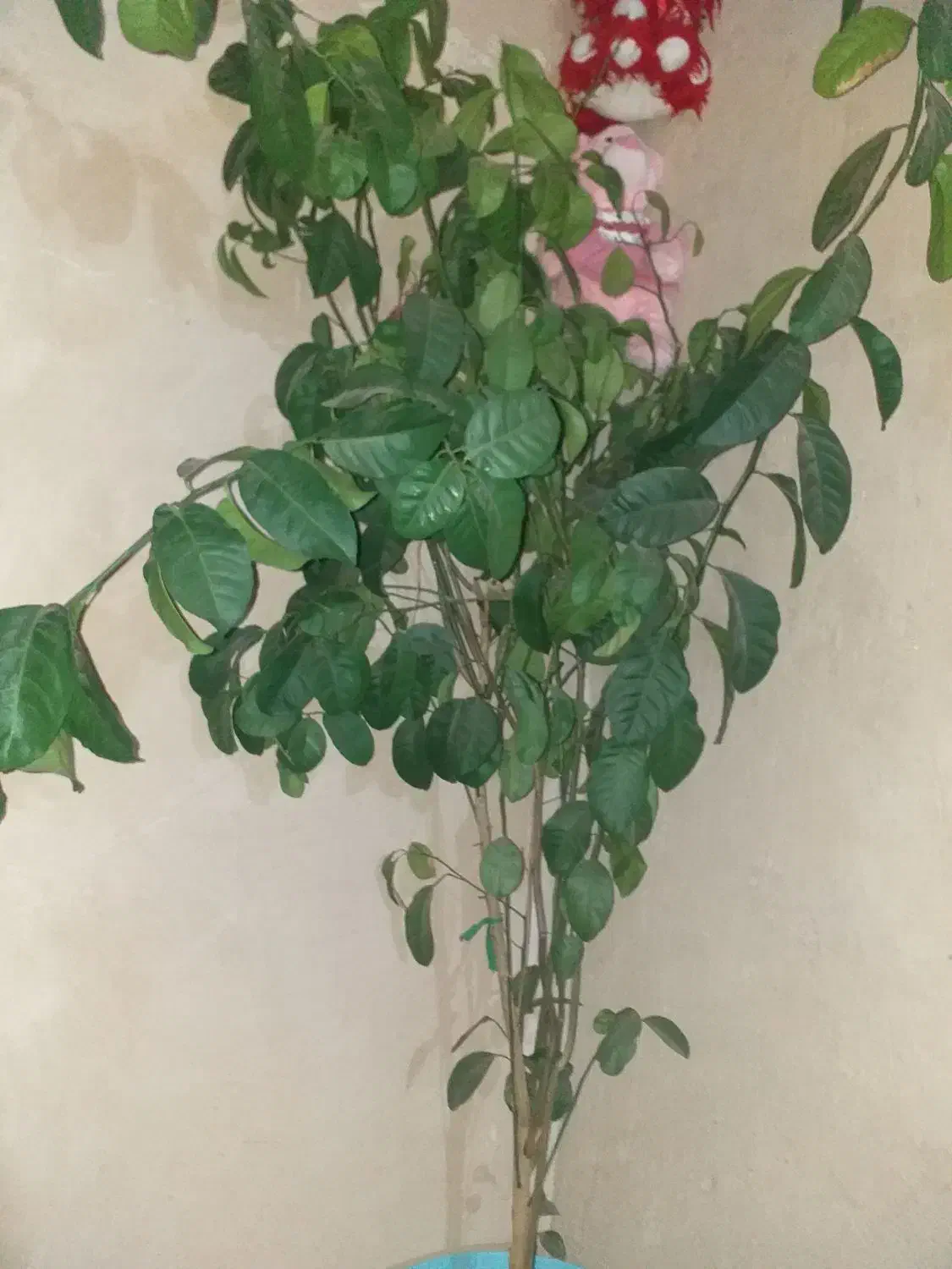 درخت پرتقال|گل و گیاه طبیعی|الشتر, |دیوار