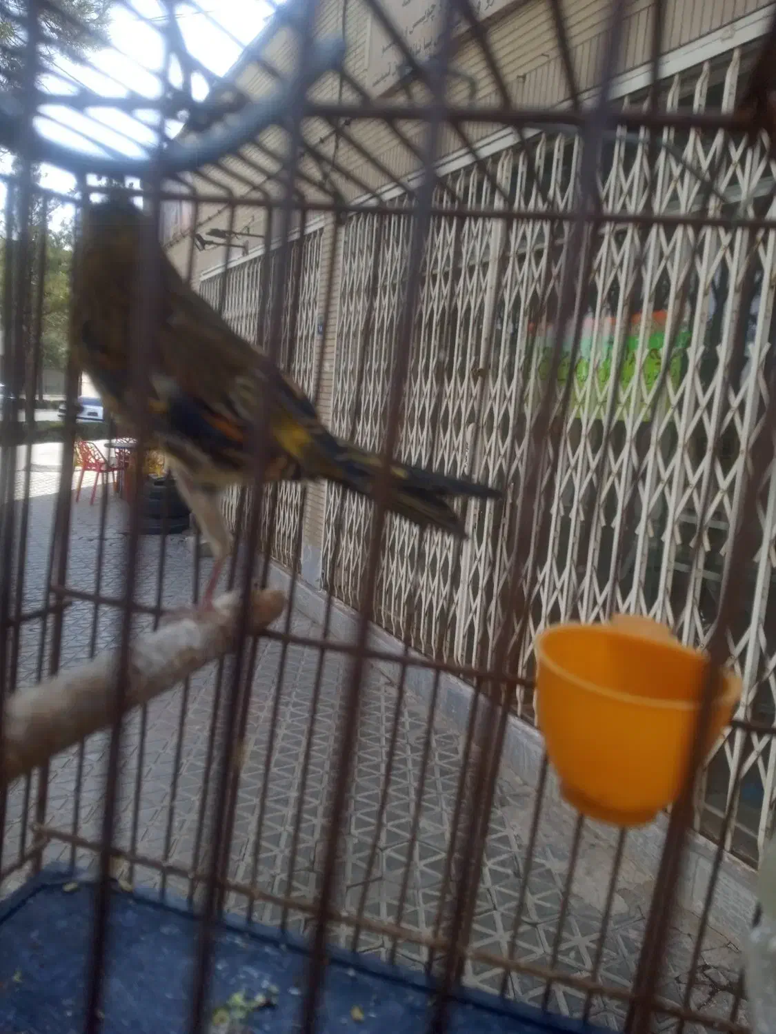 سهره قناری|پرنده|مبارکه, |دیوار