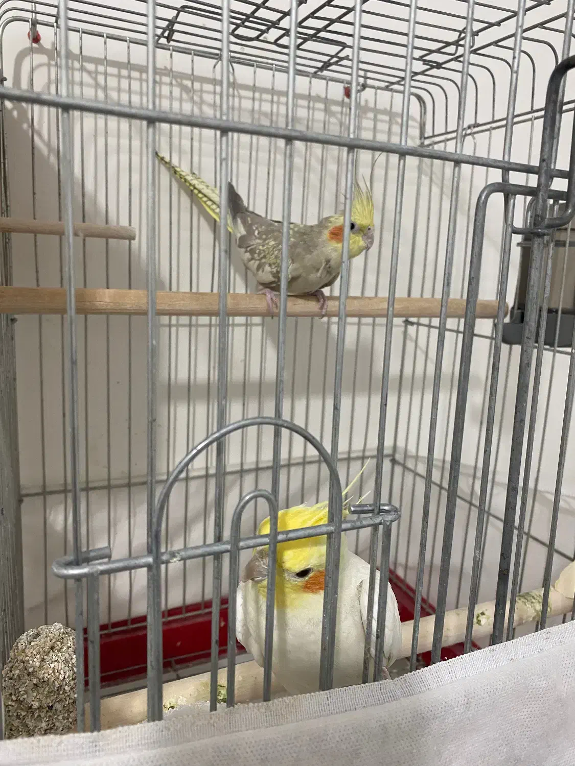 عروس هلندی مولد|پرنده|محمدیه-قزوین, |دیوار