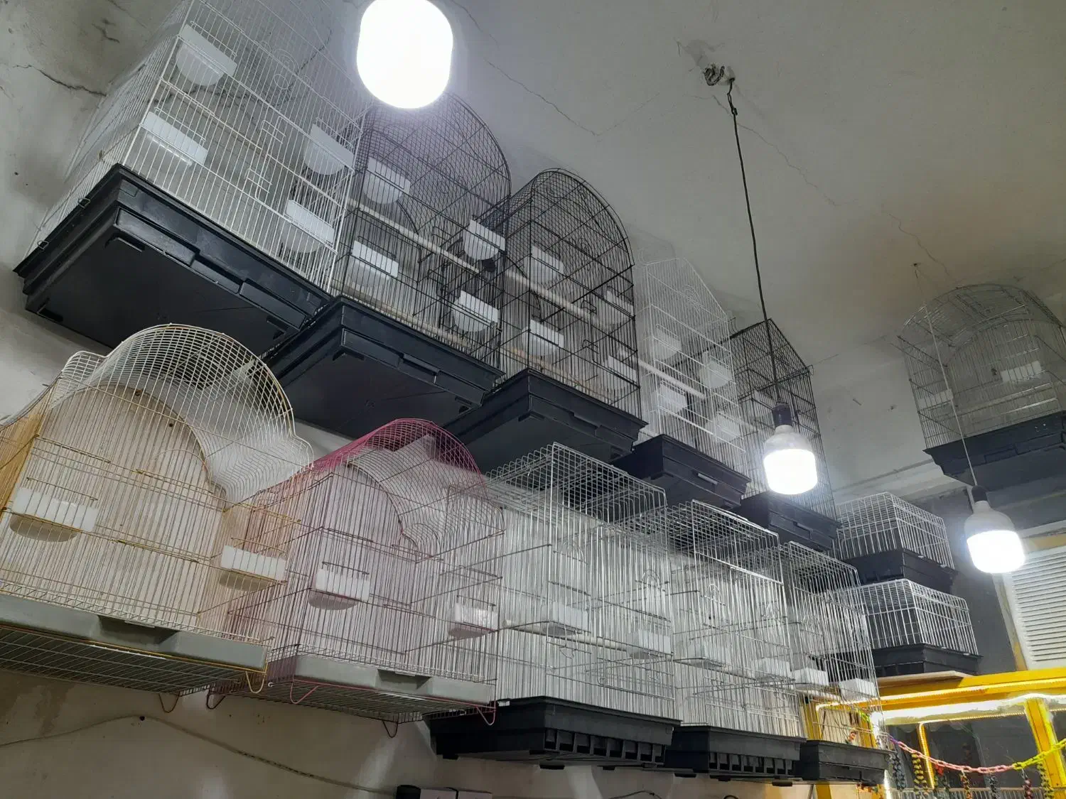 ملزومات پرنده|پرنده|خرمشهر, |دیوار