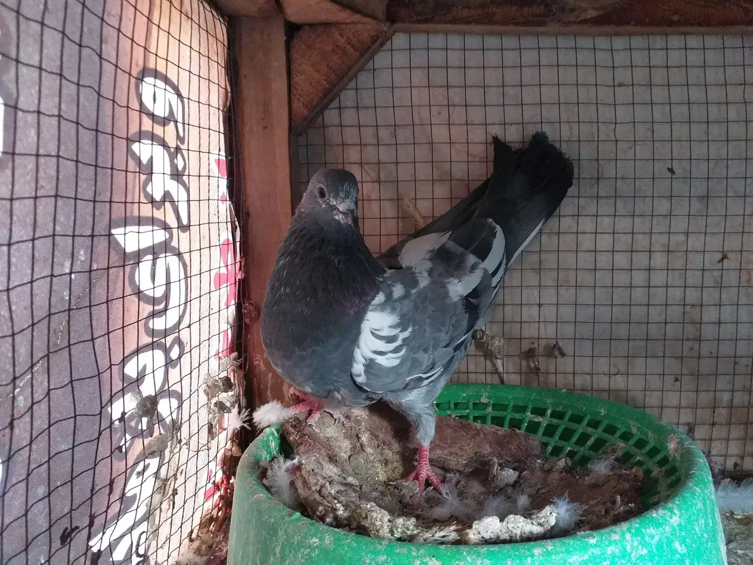 کفتر ماده ساعت بالا پرشی|پرنده|فولادشهر, A4|دیوار