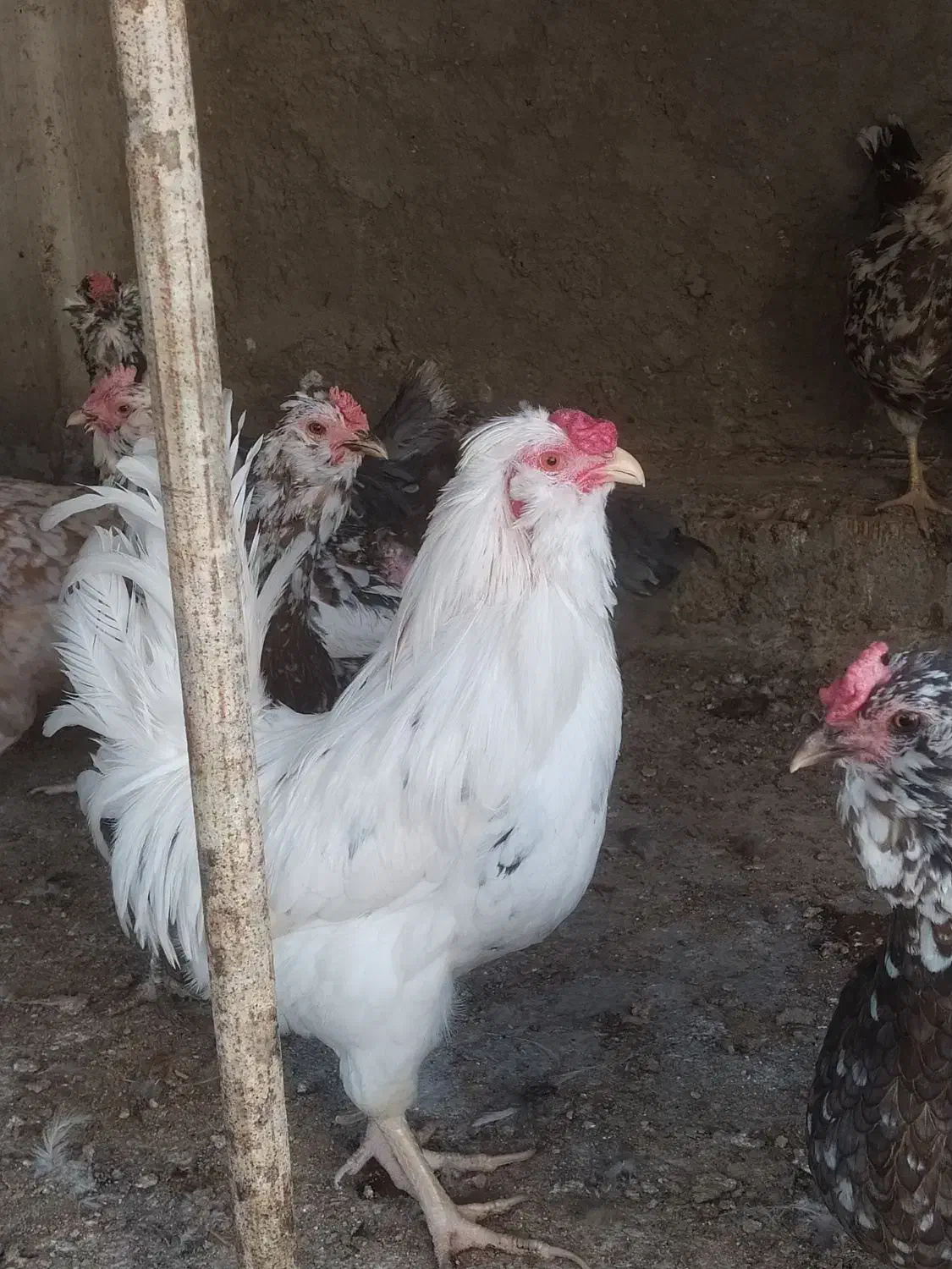 تخم مرغ نطفه دارگلین وطوسی|حیوانات مزرعه|اصفهان, شفق|دیوار