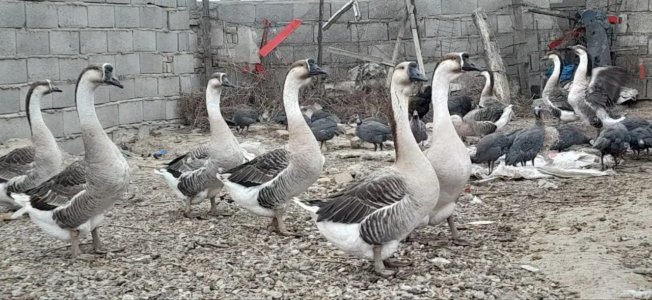 قوغاز اکراینی اصل|حیوانات مزرعه|ساری, |دیوار