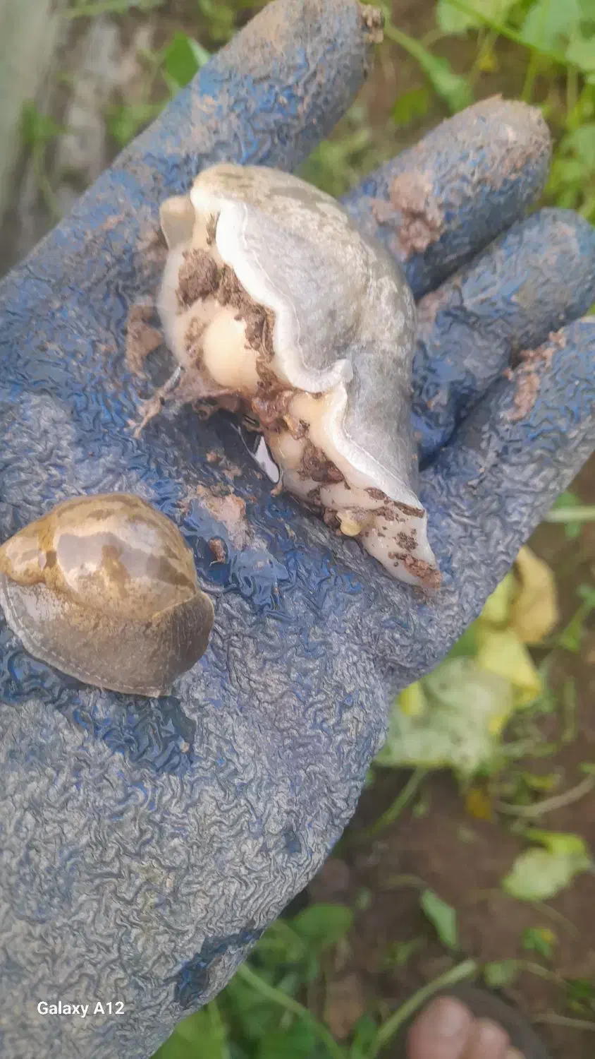 حلزون  بزرگ|خزنده|دزفول, |دیوار