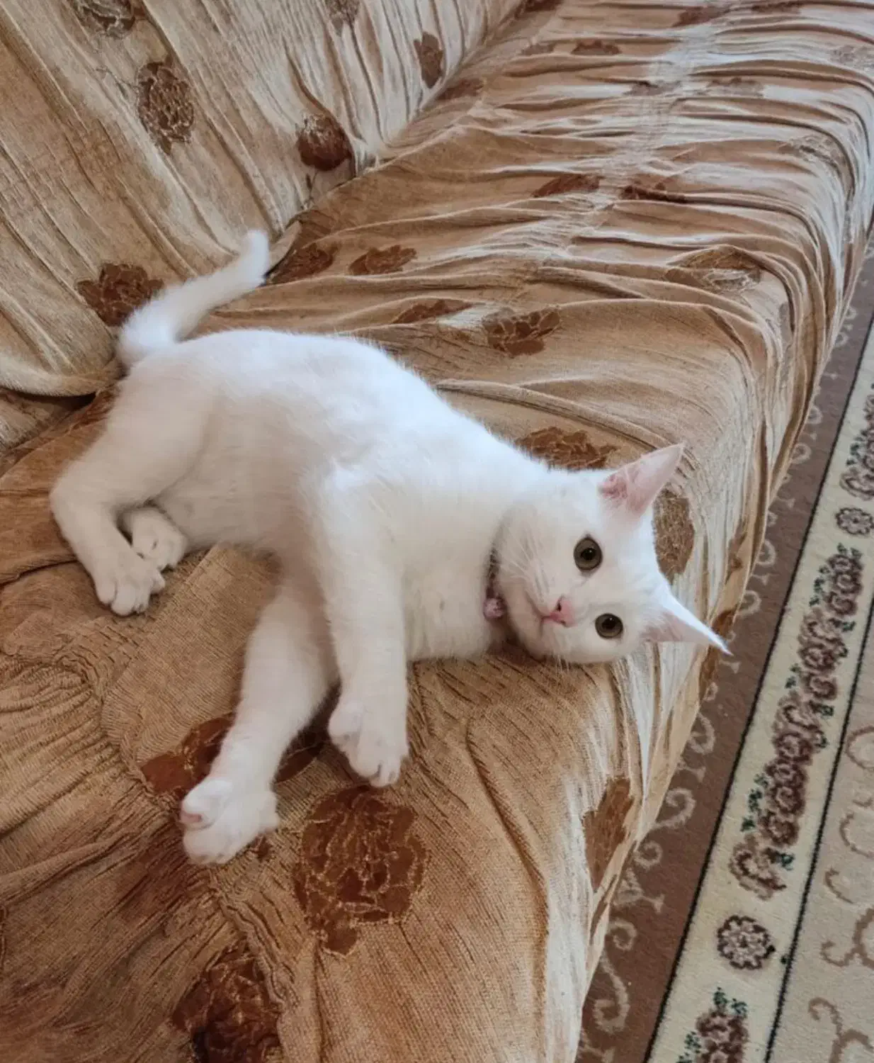 گربه پرشین نر|گربه|تبریز, |دیوار