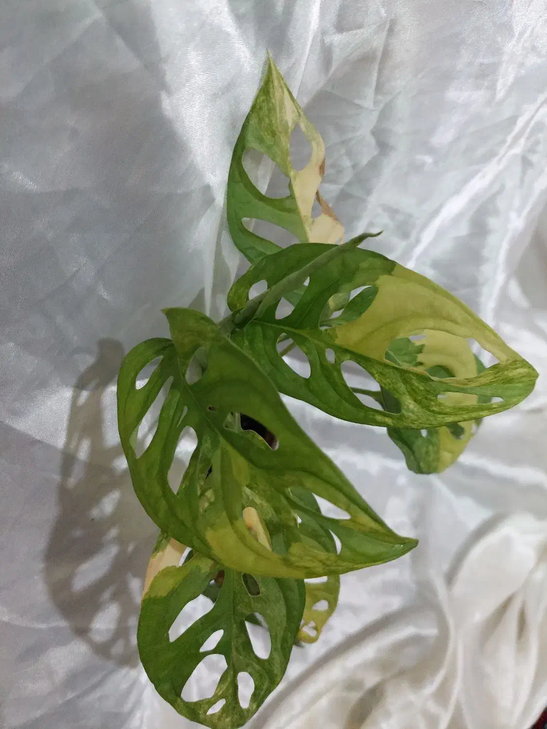 گل های خاص|گل و گیاه طبیعی|نیشابور, دارایی|دیوار