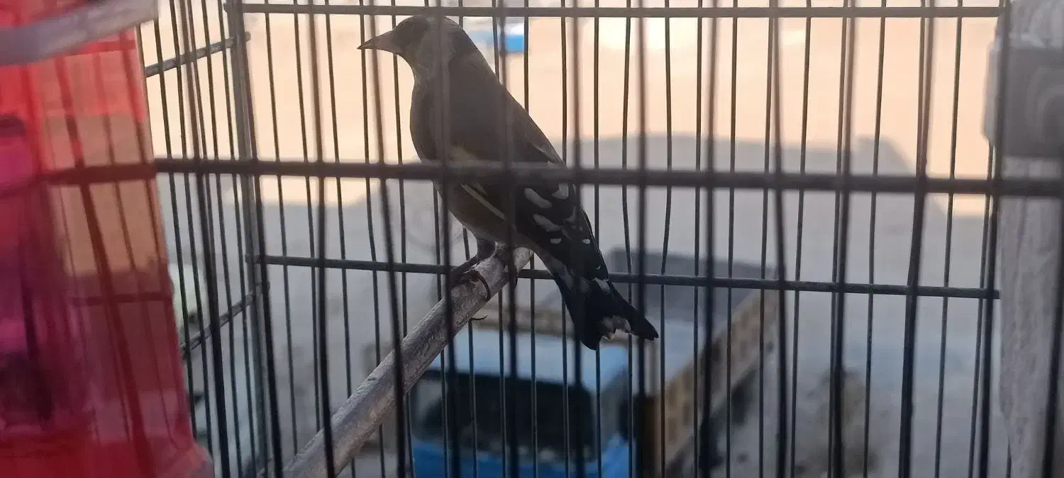 سهره نر درجه یک|پرنده|فردیس, شهرک ۱۱۰|دیوار