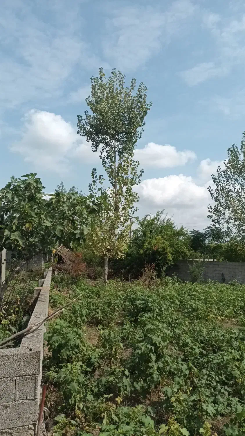 ۴۸۵ متر زمین مسکونی ( روستای توریستی  اولم)|فروش زمین و ملک کلنگی|شاندرمن, |دیوار