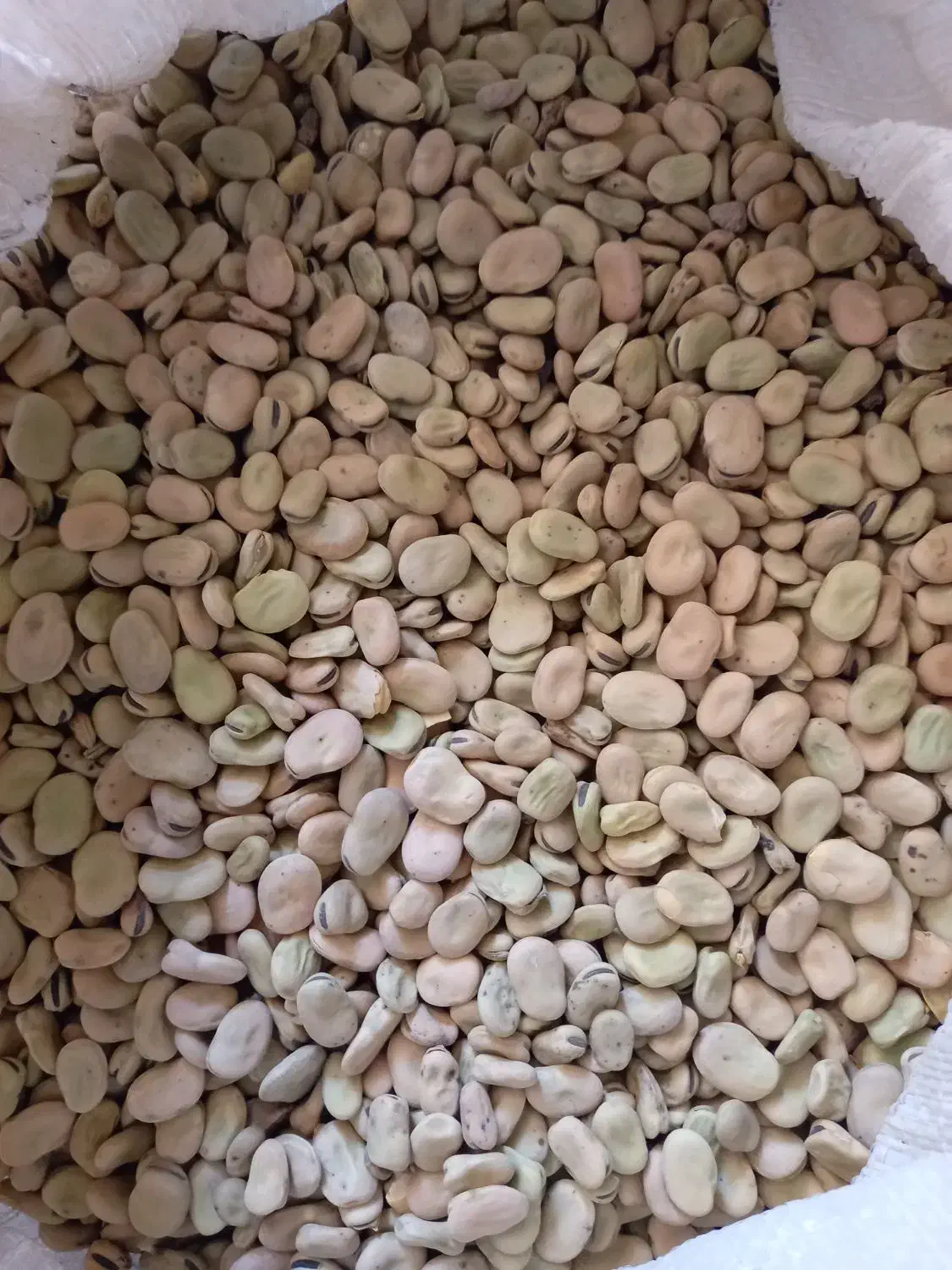 باقلا شاخ بزی|عمدهفروشی|خرمآباد, |دیوار