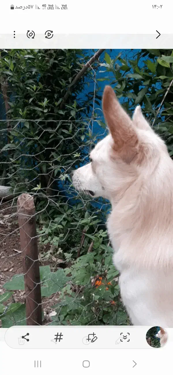 گمشده سال 1401 شب چهارشنبه سوری|سگ|اهواز, کیانشهر|دیوار