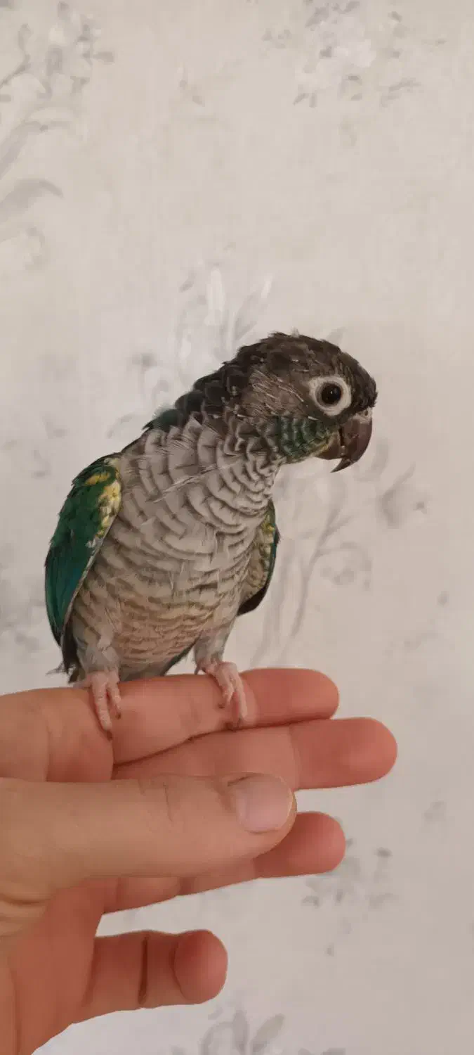 گرینچیک|پرنده|همدان, |دیوار