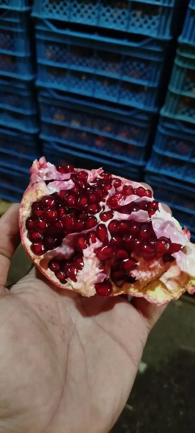 انار صادراتی ساوه|خوردنی و آشامیدنی|رشت, بوسار|دیوار