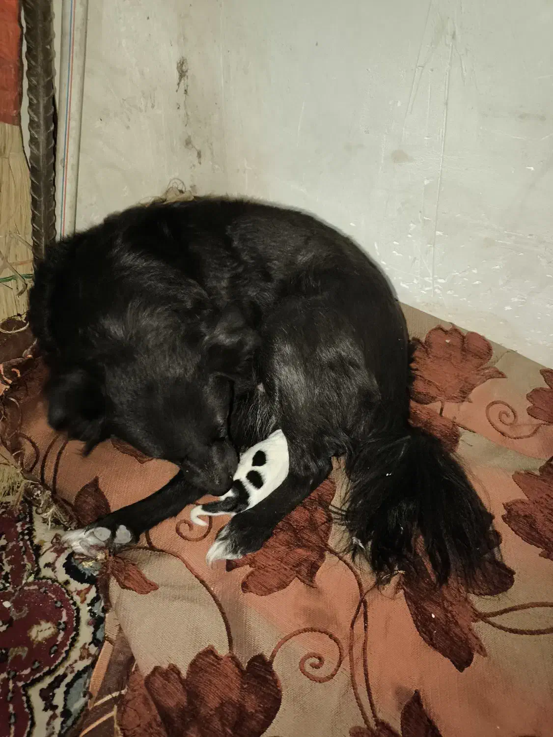 سگ اشپیتیز دو ساله ماده|سگ|رباط‌کریم, رباط‌کریم|دیوار