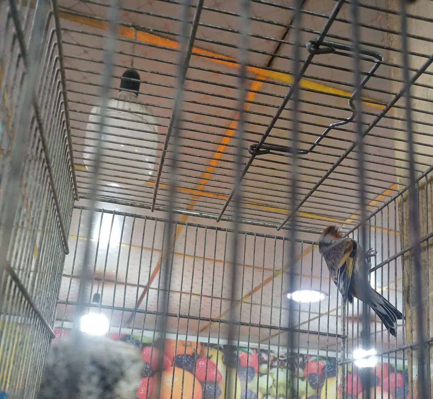 سهره قناری|پرنده|پاکدشت, پاکدشت (مامازند)|دیوار