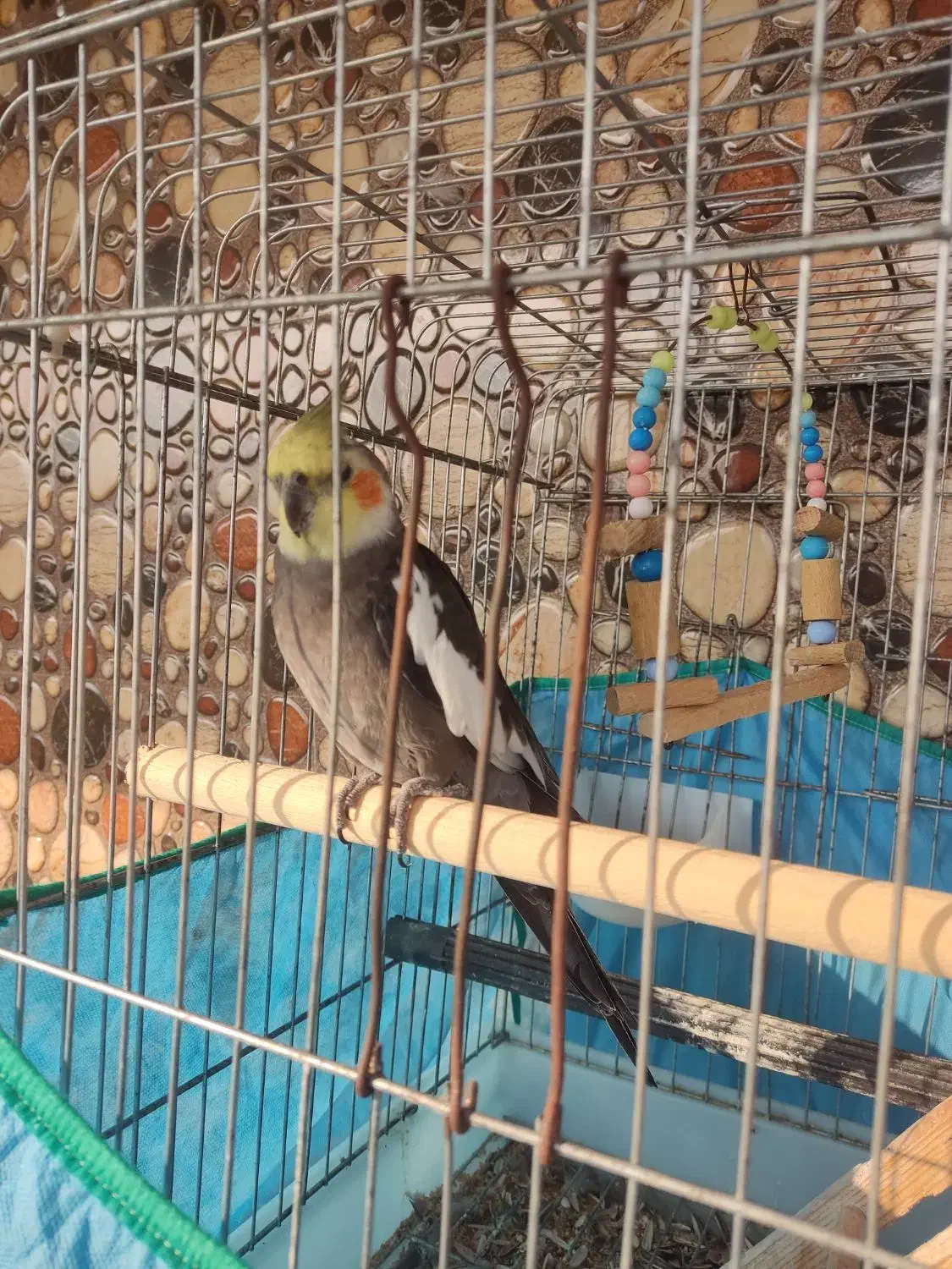 عروس هلندی نر سینامون سرحال|پرنده|ماسال, |دیوار