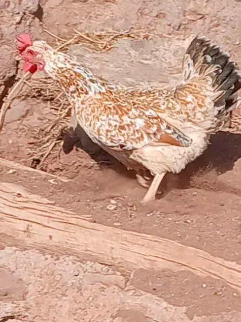مرغ وخروس گلین لری|حیوانات مزرعه|قزوین, |دیوار