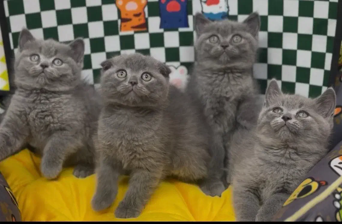 British Scottish|گربه|تهران, تهرانسر مرکزی|دیوار