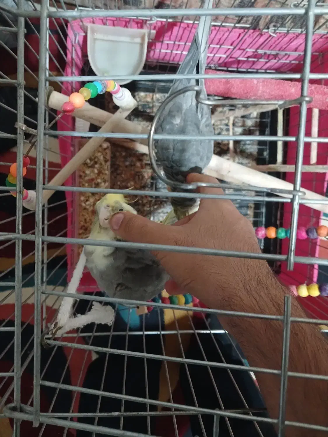 یه جفت عروس هلندی نر و ماده بسیار رام|پرنده|شاهدشهر, |دیوار