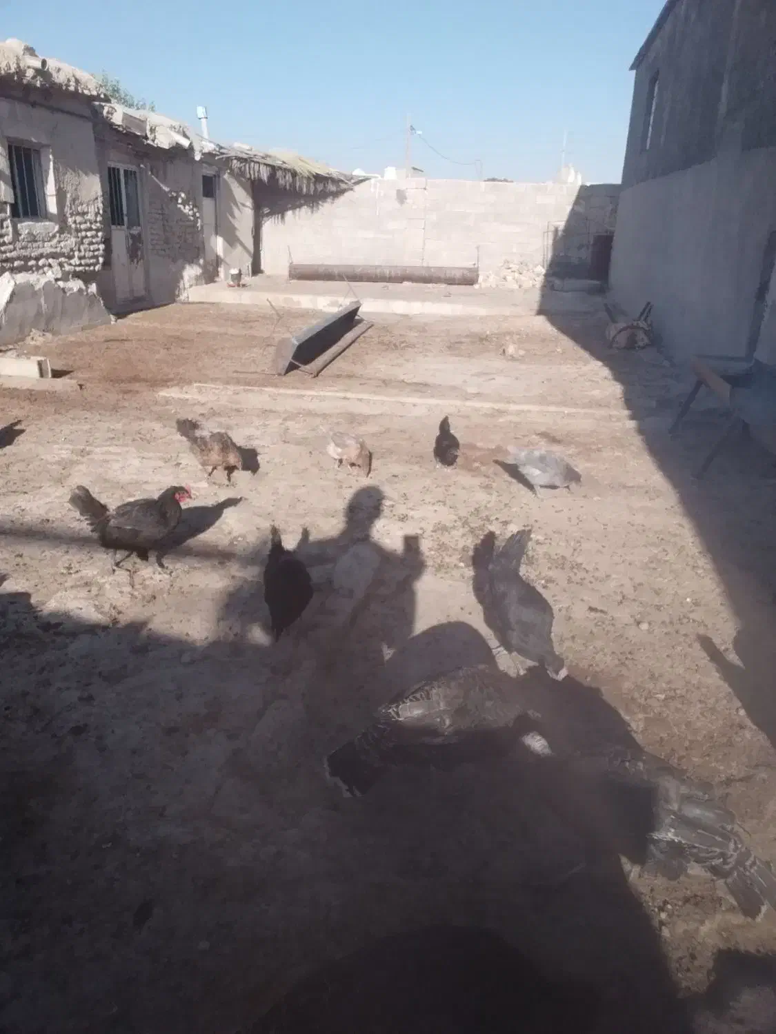فروش مرغ محلی اصل جوان تخم گزار|حیوانات مزرعه|کوهنجان, |دیوار