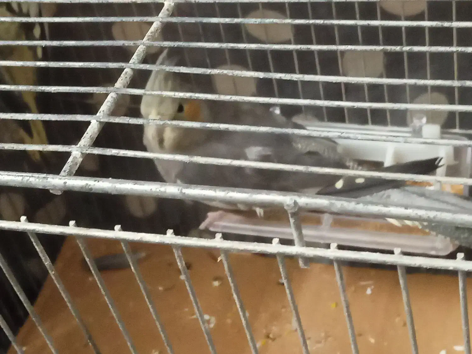 ۲عدد عروس هلندی با قیمت خیلی کم|پرنده|اردبیل, |دیوار