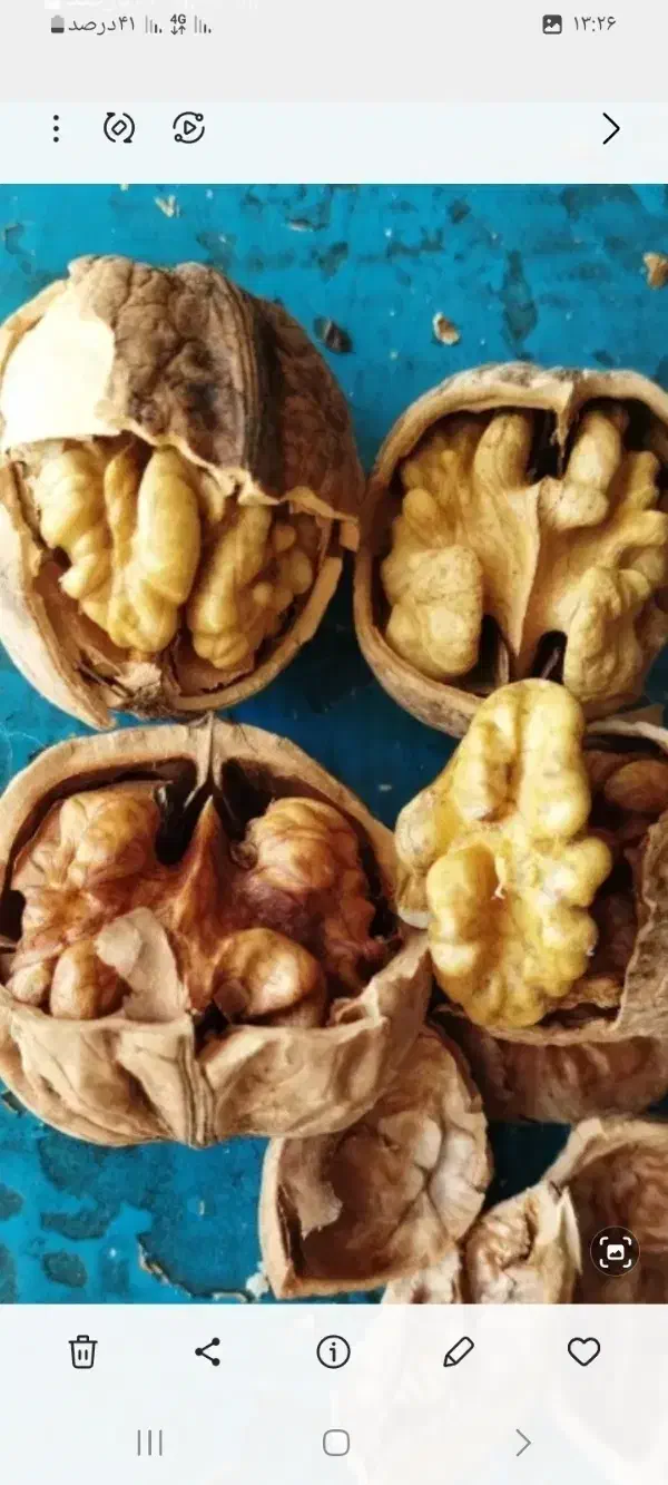 گردو و مغز گردو|حراج|شیروان (خراسان), |دیوار