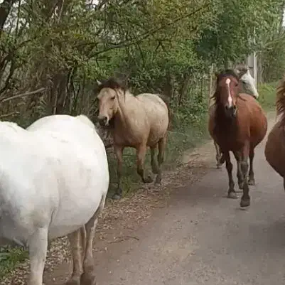 اسب|اسب و تجهیزات اسب‌سواری|سنندج, |دیوار