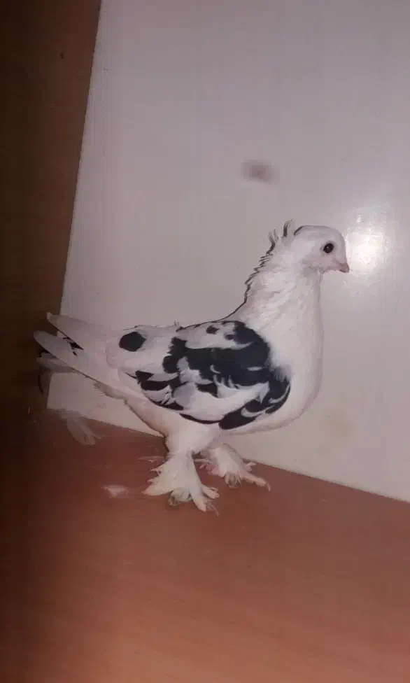 کفتر فروشی|پرنده|گالیکش, |دیوار