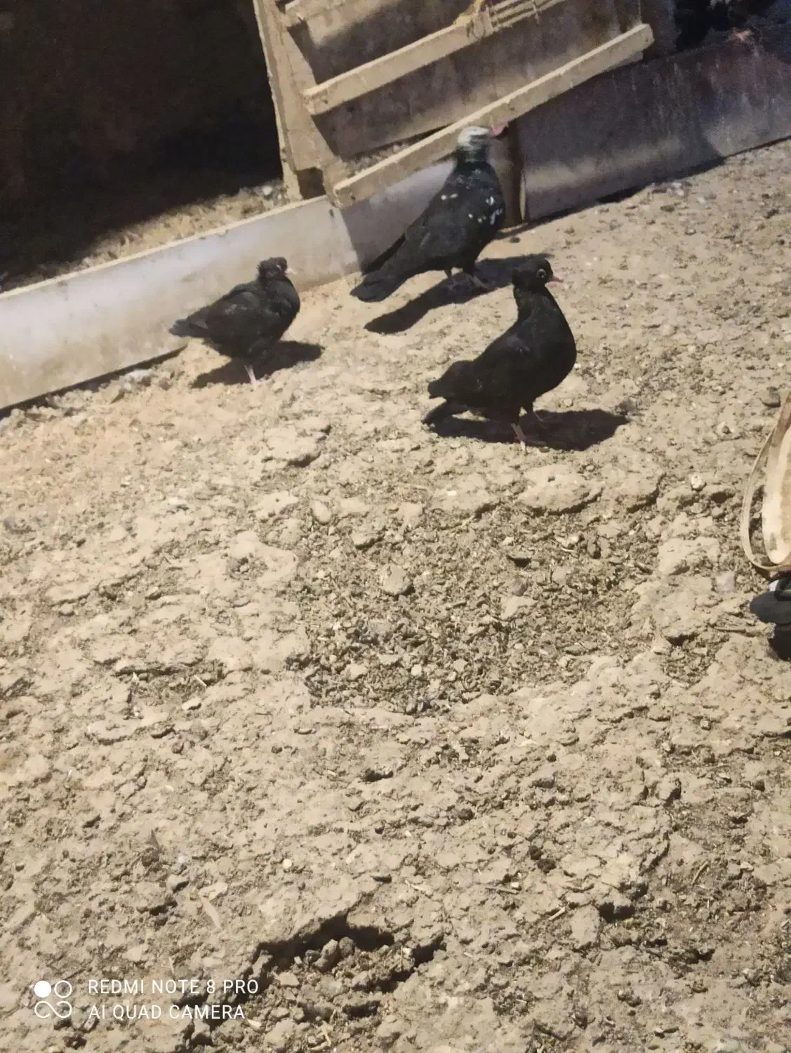 کبوتر رایگان|حیوانات|ارومیه, |دیوار