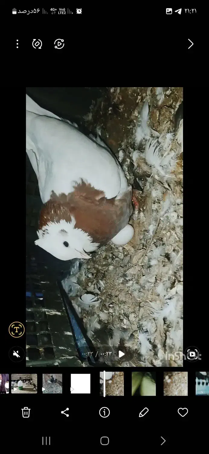 کبوتر طوقی|پرنده|خرمشهر, |دیوار