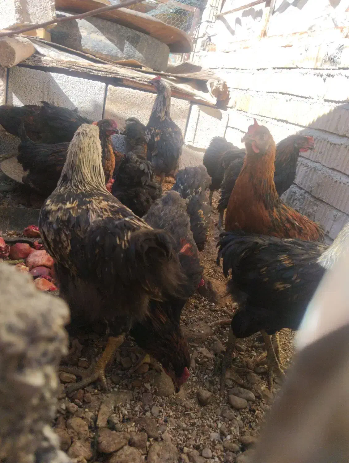 جوجه خروس|حیوانات مزرعه|جنت, |دیوار