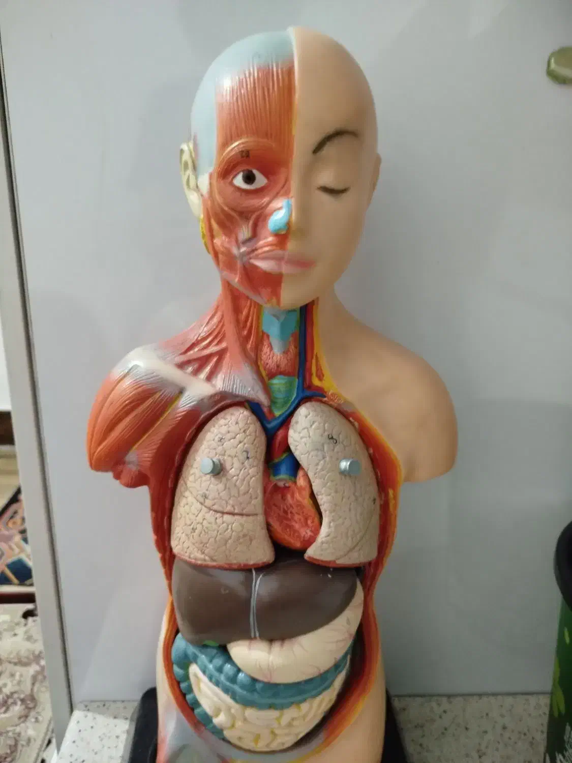 آناتومی|مجسمه، تندیس، ماکت|قیدار, |دیوار