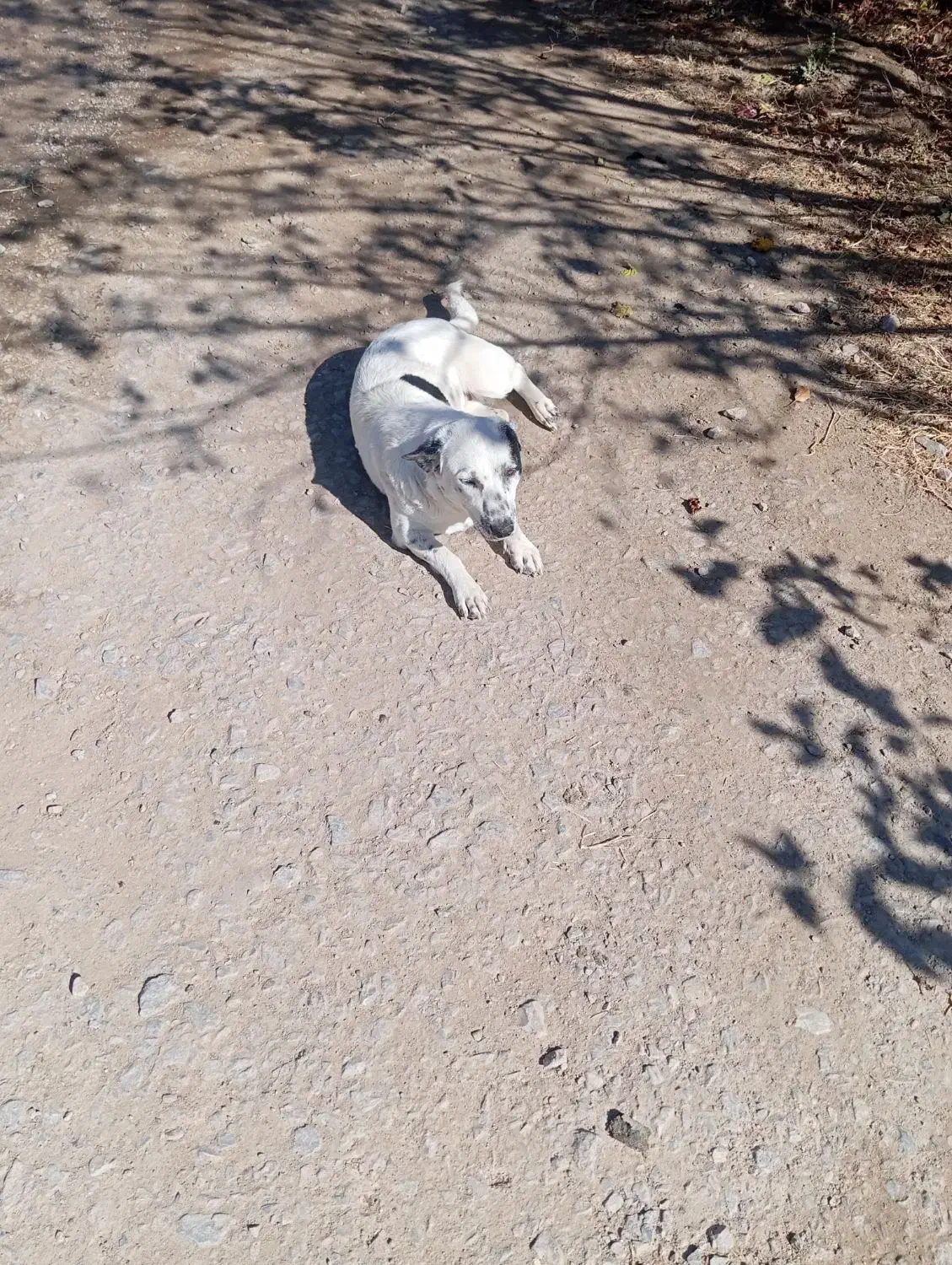 سگ پاکوتاه خوب|سگ|میاندوآب, |دیوار