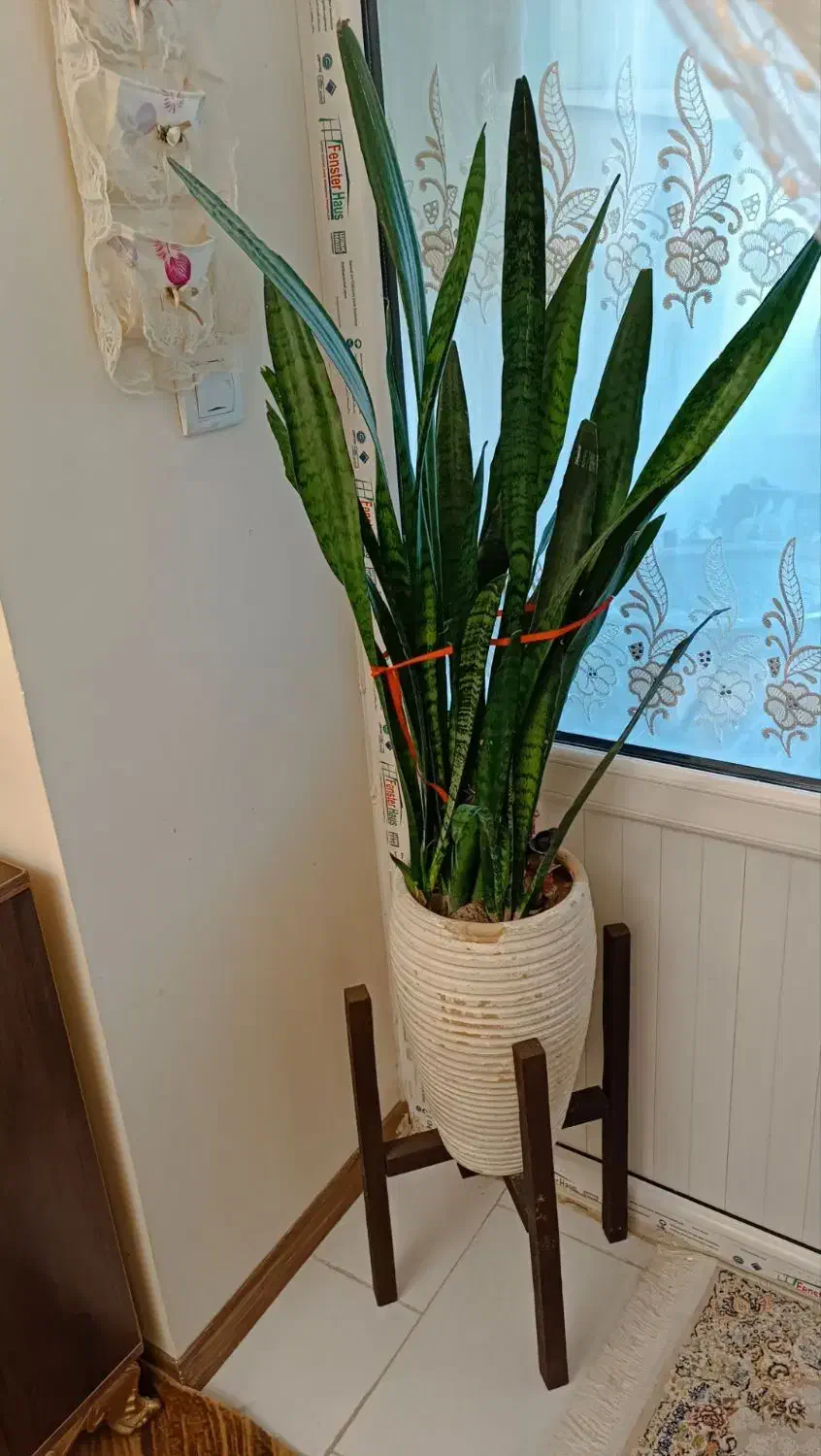 گل سانسوریا و باکس گل و وو|گل و گیاه طبیعی|سهند, |دیوار