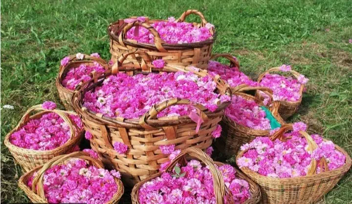 گلاب طبیعی وعرق نعنا|خوردنی و آشامیدنی|دهگلان, |دیوار