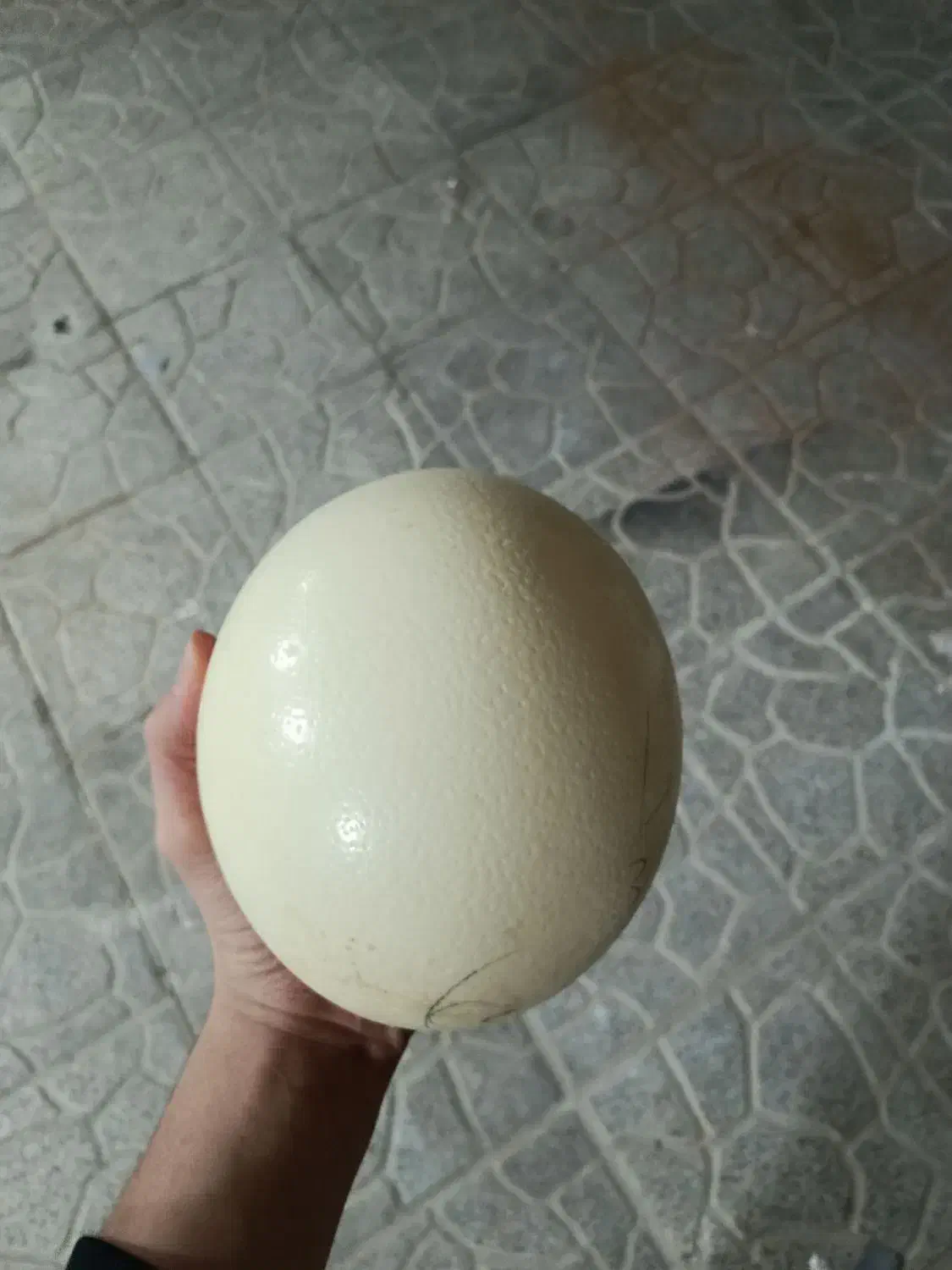 تخم شتر مرغ|حیوانات مزرعه|اصفهان, برازنده|دیوار