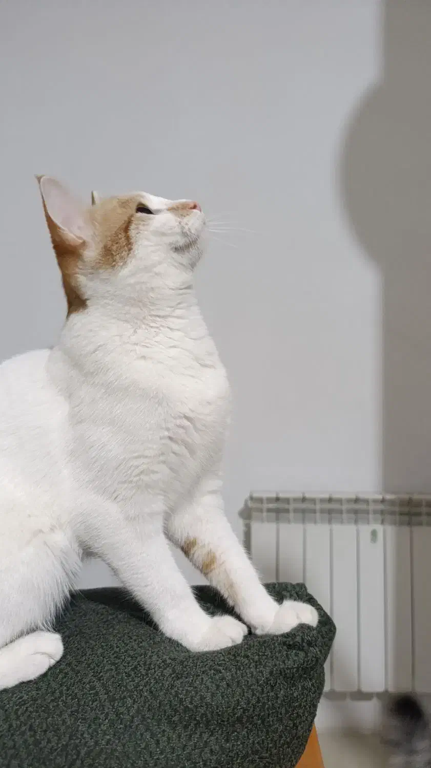 گمشده در خیابان درزاده، همراه مژدگانی|حیوانات|ایرانشهر, |دیوار