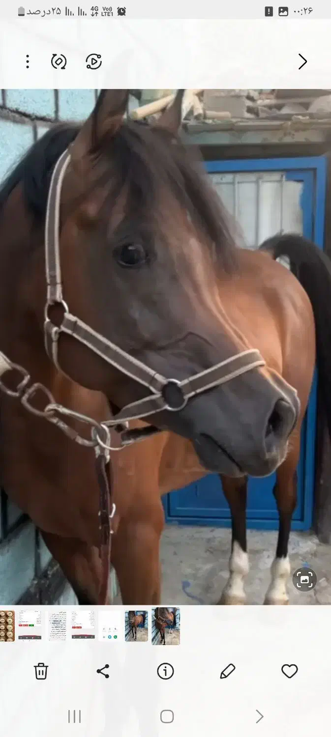 اسب عرب دوسر|اسب و تجهیزات اسبسواری|تبریز, |دیوار