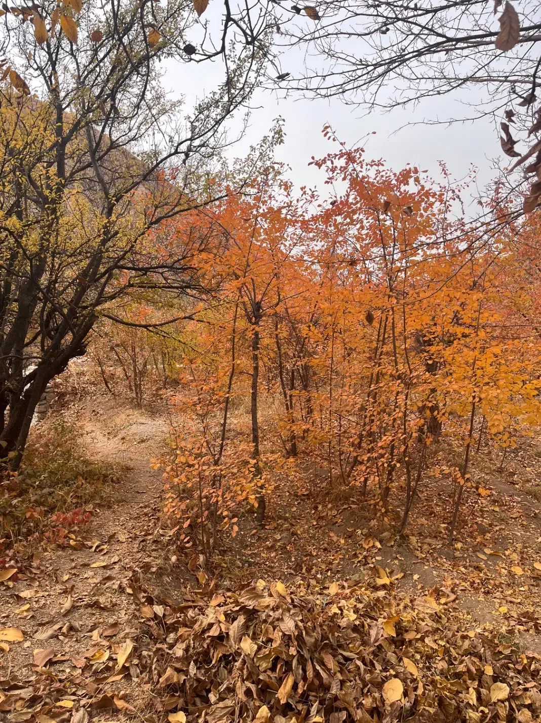 باغ ۸۵۰متری روستای سیجان|فروش زمین و ملک کلنگی|آسارا, |دیوار