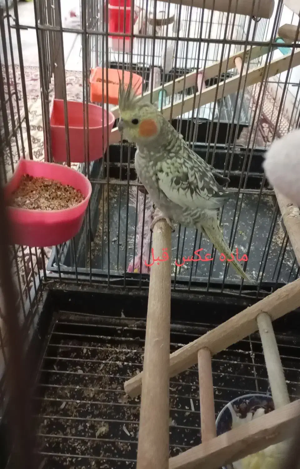 عروس هلندی دستی|پرنده|شهریار, دهشاد پائین|دیوار